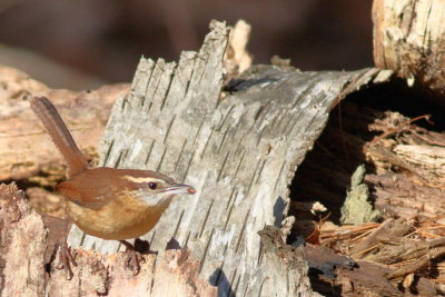 Carolina Wren