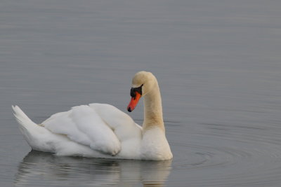 Mute Swan