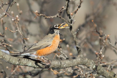 American Robin