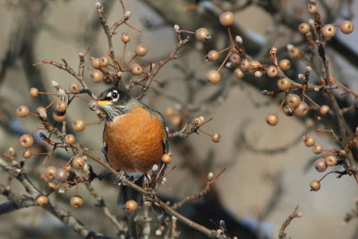 American Robin