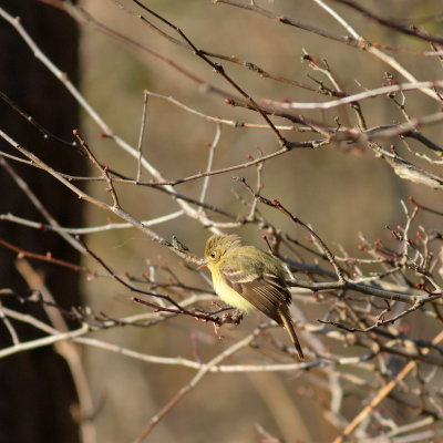 Pacific-slope Flycatcher