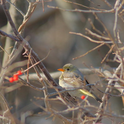 Western Tanager ♀