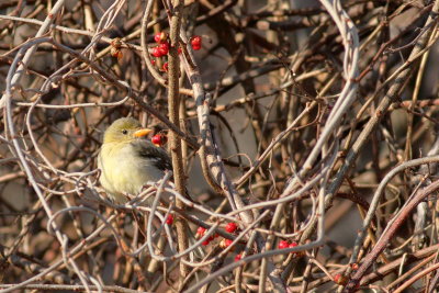 Western Tanager ♀