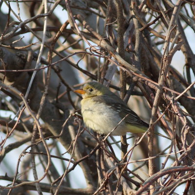 Western Tanager ♀