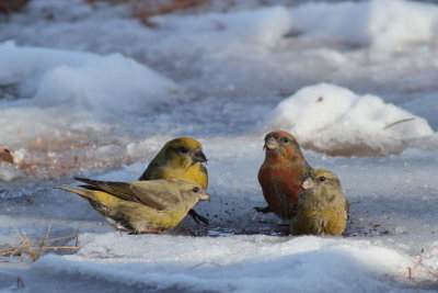 Red Crossbills