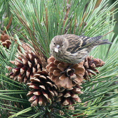 Pine Siskin