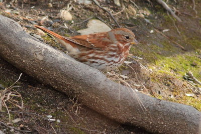 Fox Sparrow
