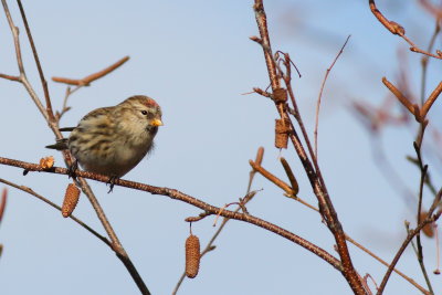 Common Redpoll ♀