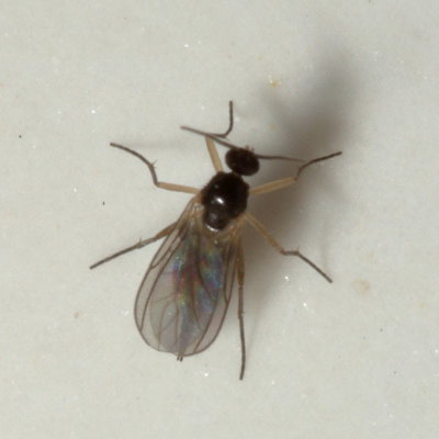 Sciaridae
