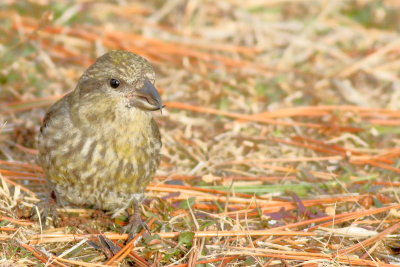 Red Crossbill ♀