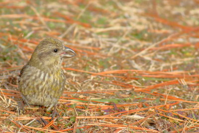 Red Crossbill ♀