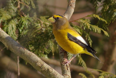 Evening Grosbeak ♂