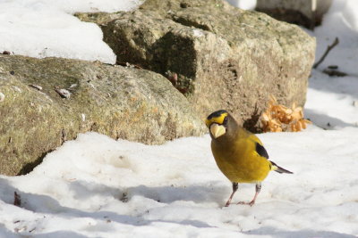 Evening Grosbeak ♂