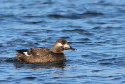 White-winged Scoter /juvenile ♀