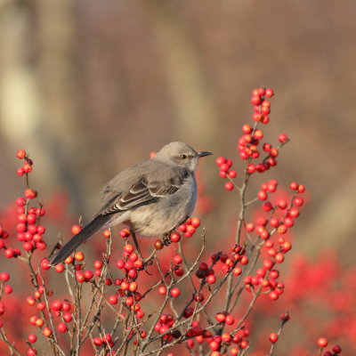 Northern Mockingbird