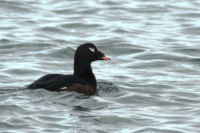 White-winged Scoter ♂