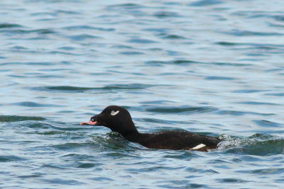 White-winged Scoter ♂