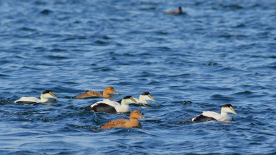 Common Eiders 