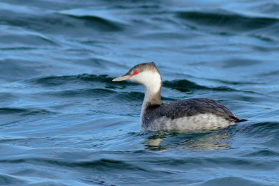 Horned Grebe