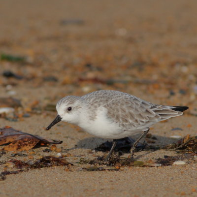 Sanderling