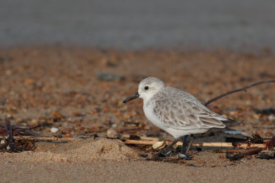 Sanderling