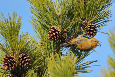 Red Crossbill ♂