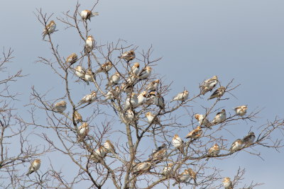 Snow Buntings