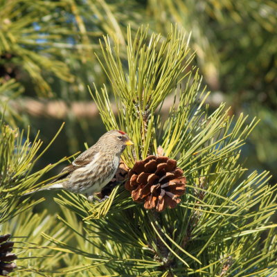 Common Redpoll