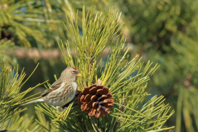 Common Redpoll