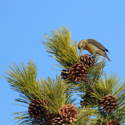 Red Crossbill ♂