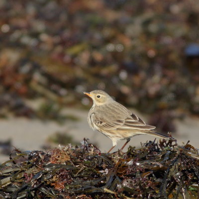 American Pipit