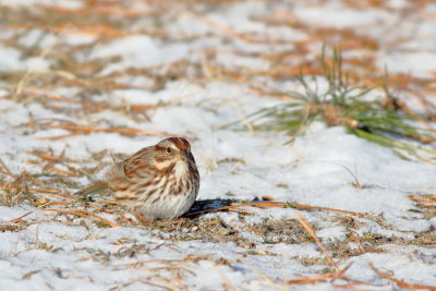 Song Sparrow