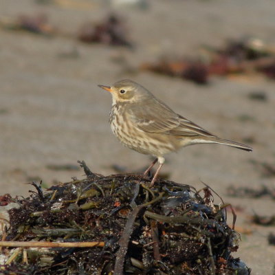 American Pipit