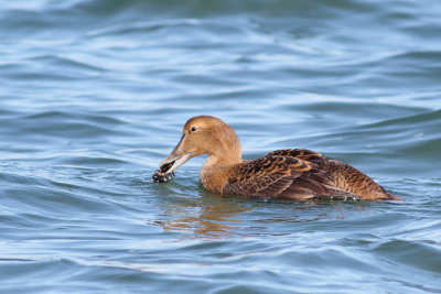 Common Eider ♀