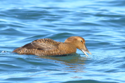 Common Eider ♀