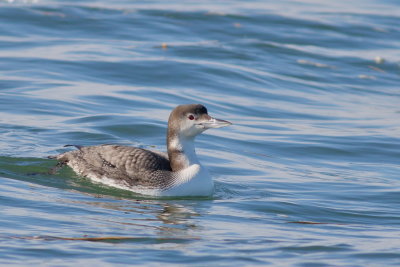 Common Loon