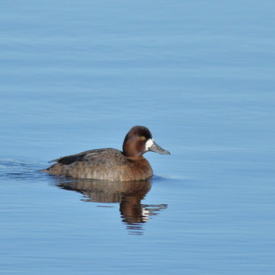 Lesser Scaup ♀