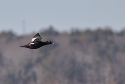 White-winged Scoter ♂