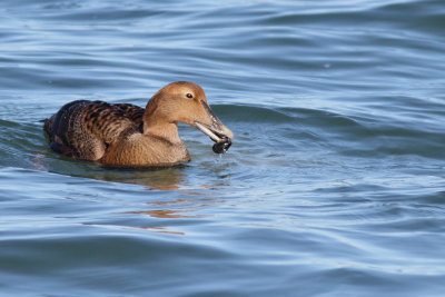 Common Eider ♀
