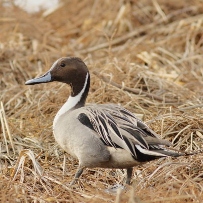 Northern Pintail ♂