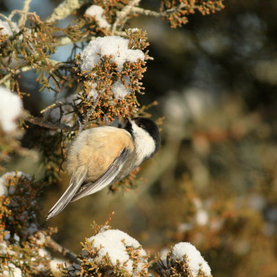 Black-capped Chickadee