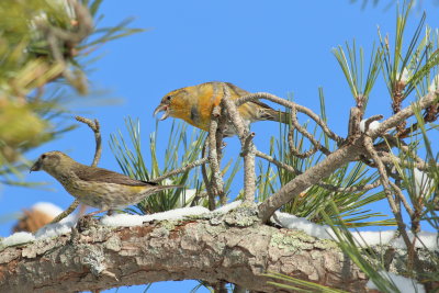 Red Crossbills