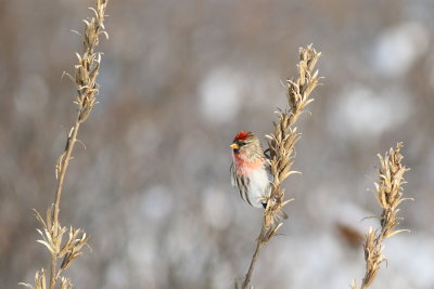 Common Redpoll ♂