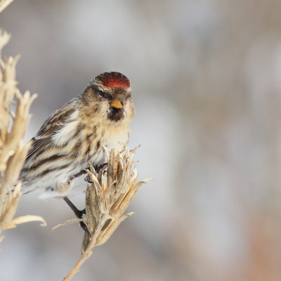 Common Redpoll ♀