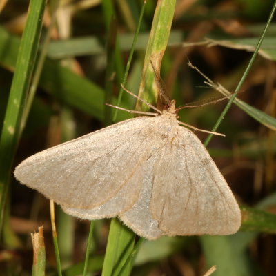 Hodges#6282 * Mousy Angle Moth * Macaria argillacearia