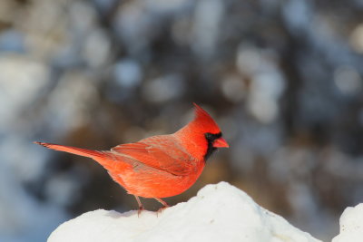 Northern Cardinal ♂