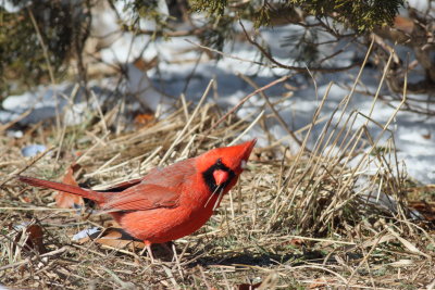 Northern Cardinal ♂