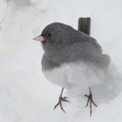 Slate-colored Junco ♂