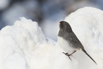 Slate-colored Junco ♂