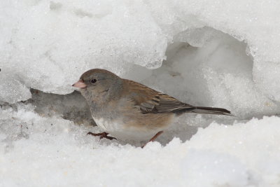 Slate-colored Junco ♀